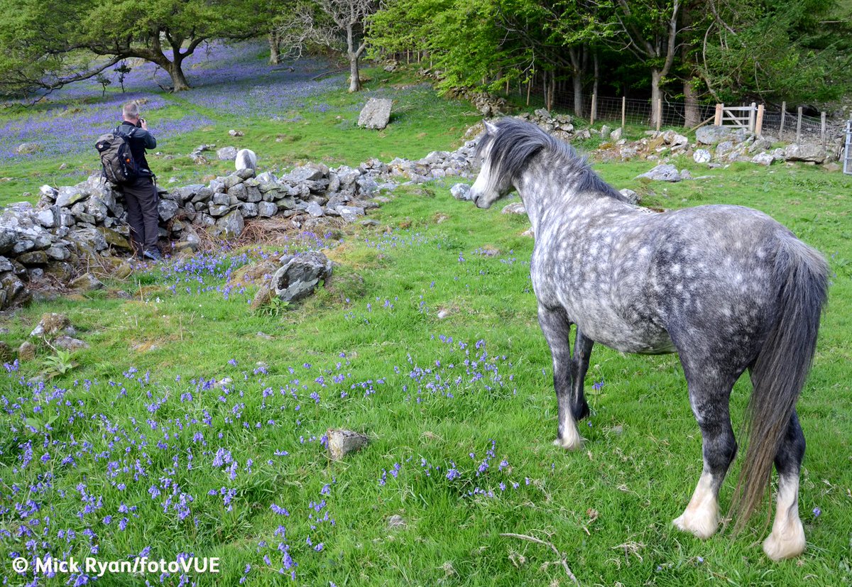 Aber Falls pony, buebells and Simon <a href="/uklandscapestog/">simonkitchin</a> from Photographing North Wales. #pony #horses #northwales