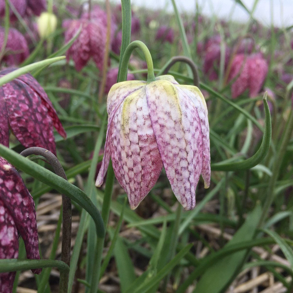 Ron26a's tweet photo. Fritillaria meleagris, de kievitsbloem.
Elke bloem is een kunstwerkje op zich. https://t.co/f2F3CWii8M
