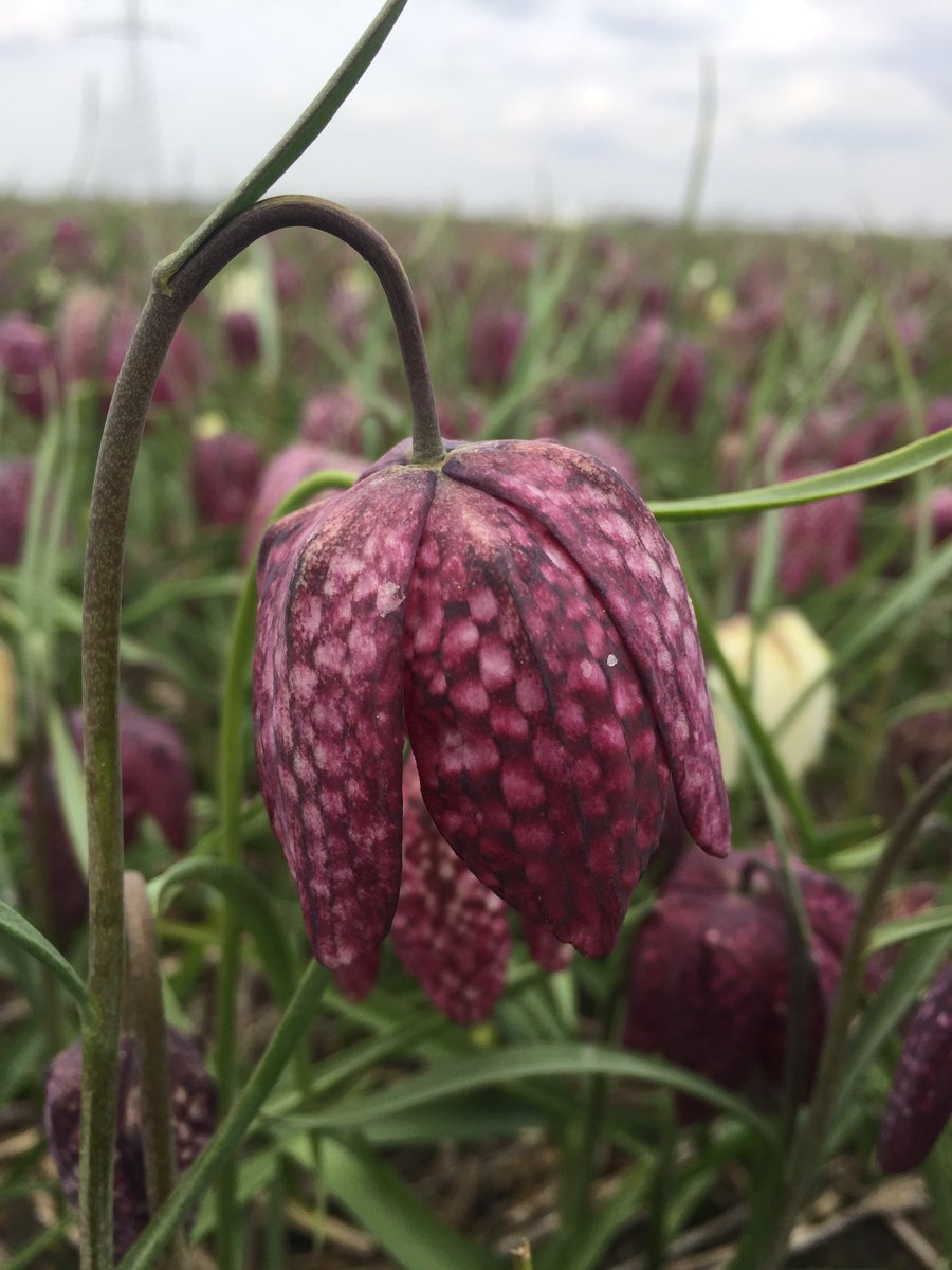 Ron26a's tweet photo. Fritillaria meleagris, de kievitsbloem.
Elke bloem is een kunstwerkje op zich. https://t.co/f2F3CWii8M