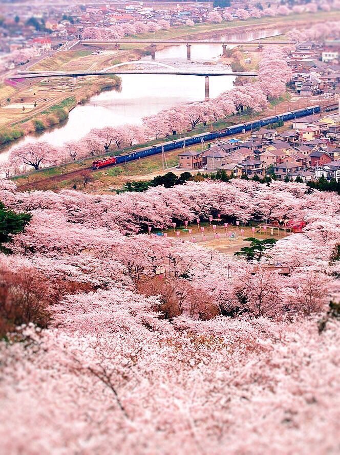 jsbomi120319's tweet photo. 俺の地元！
1枚目は、船岡城址公園と言うところで、スロープカーで桜の中を通ることができます！
2、3枚目は、一目千本桜と呼ばれていて、土手沿いに1000本以上桜があります！！ぜひ来てください！

@Suzu_Mg 
#宮城県柴田町 https://t.co/LGhNSsZ0KS