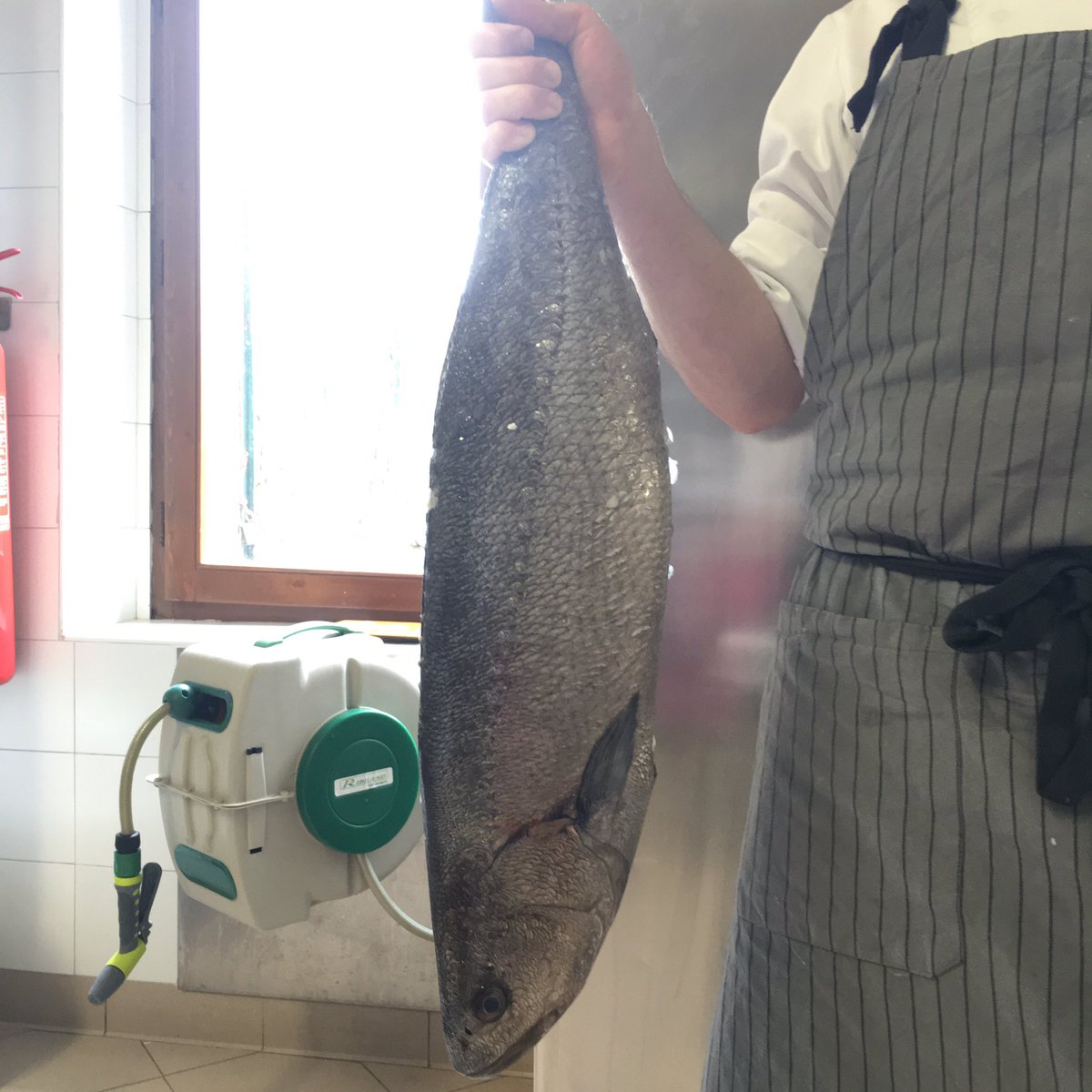 Ombrina fresca fresca appena arrivata!!!!!!!pronta per essere sfilettata!!!