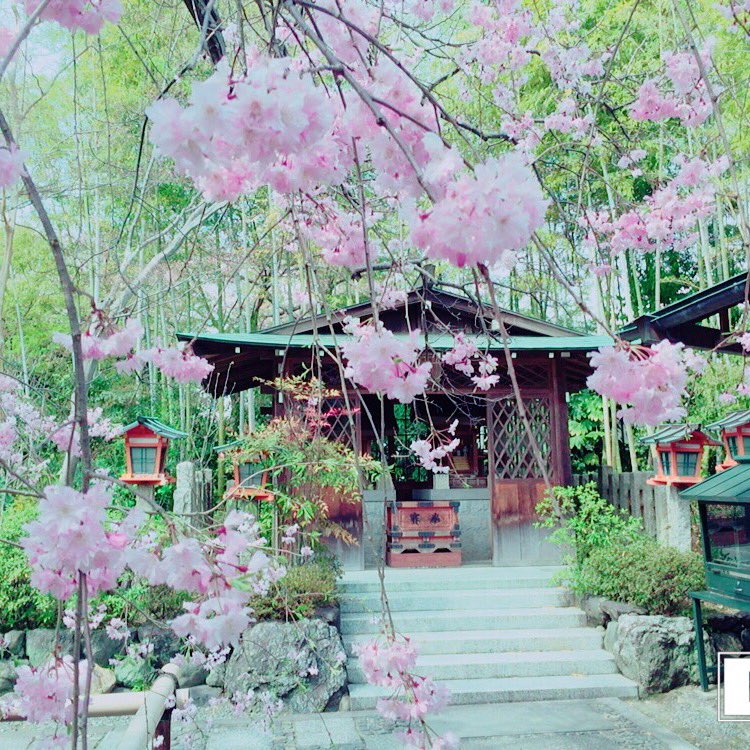 _seb_05's tweet photo. 嵐山にて…
まだまだ綺麗な桜が残っていました🌸
#嵐山#kyoto https://t.co/vmRtPdJJnG