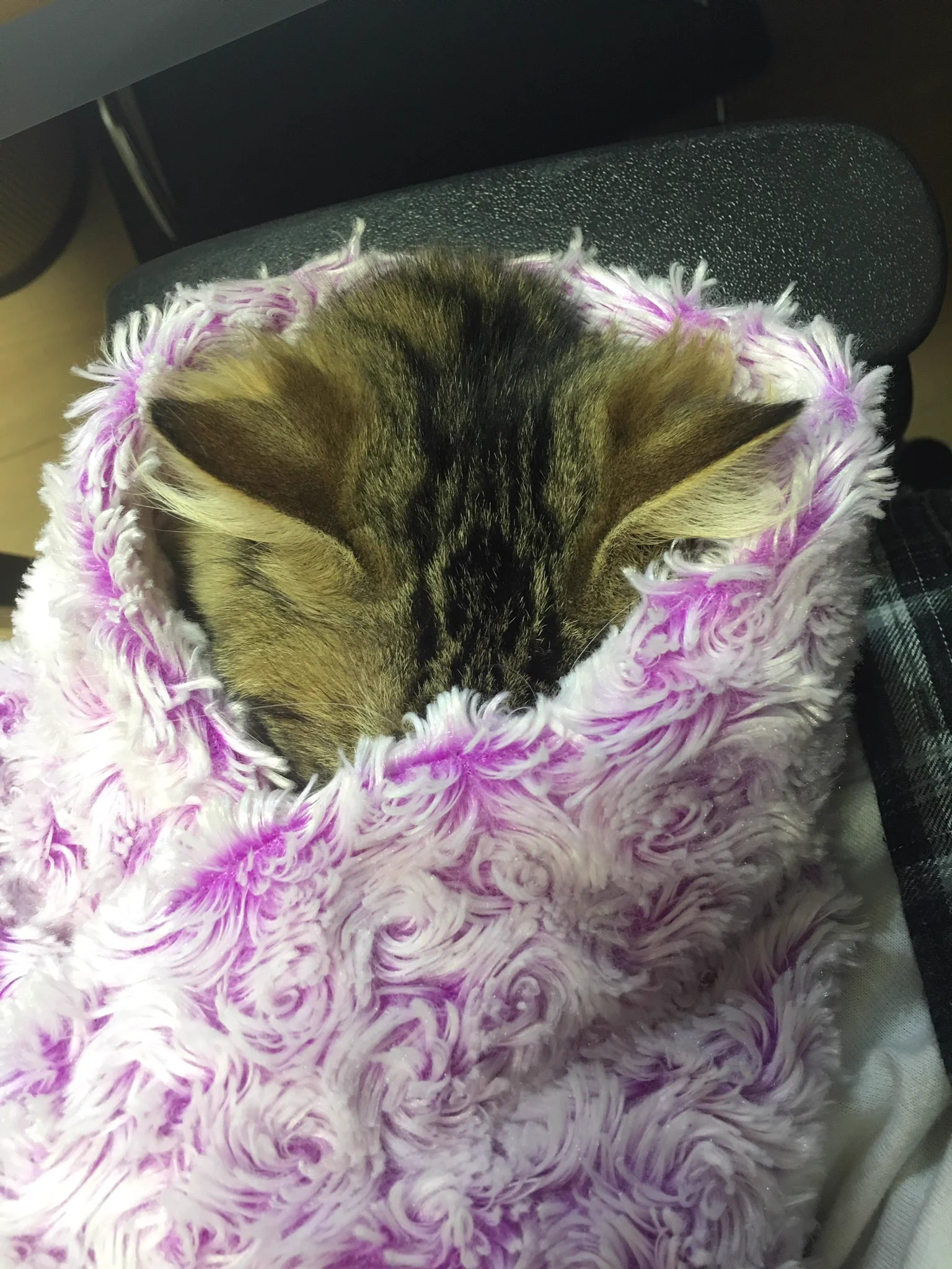 【予想外】いたずら大好きな猫さんをブランケットに包んだ結果ｗｗｗ