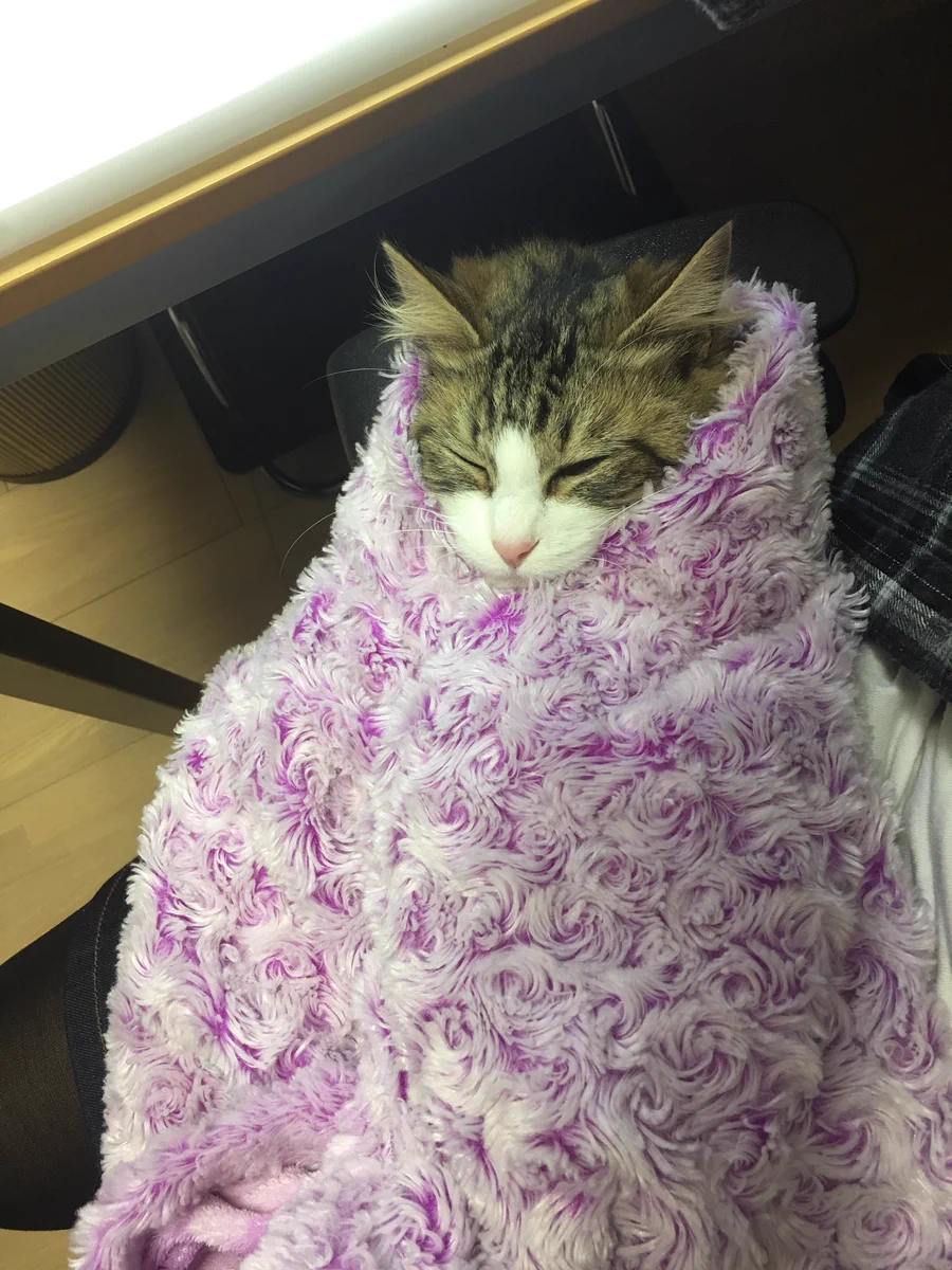 【予想外】いたずら大好きな猫さんをブランケットに包んだ結果ｗｗｗ