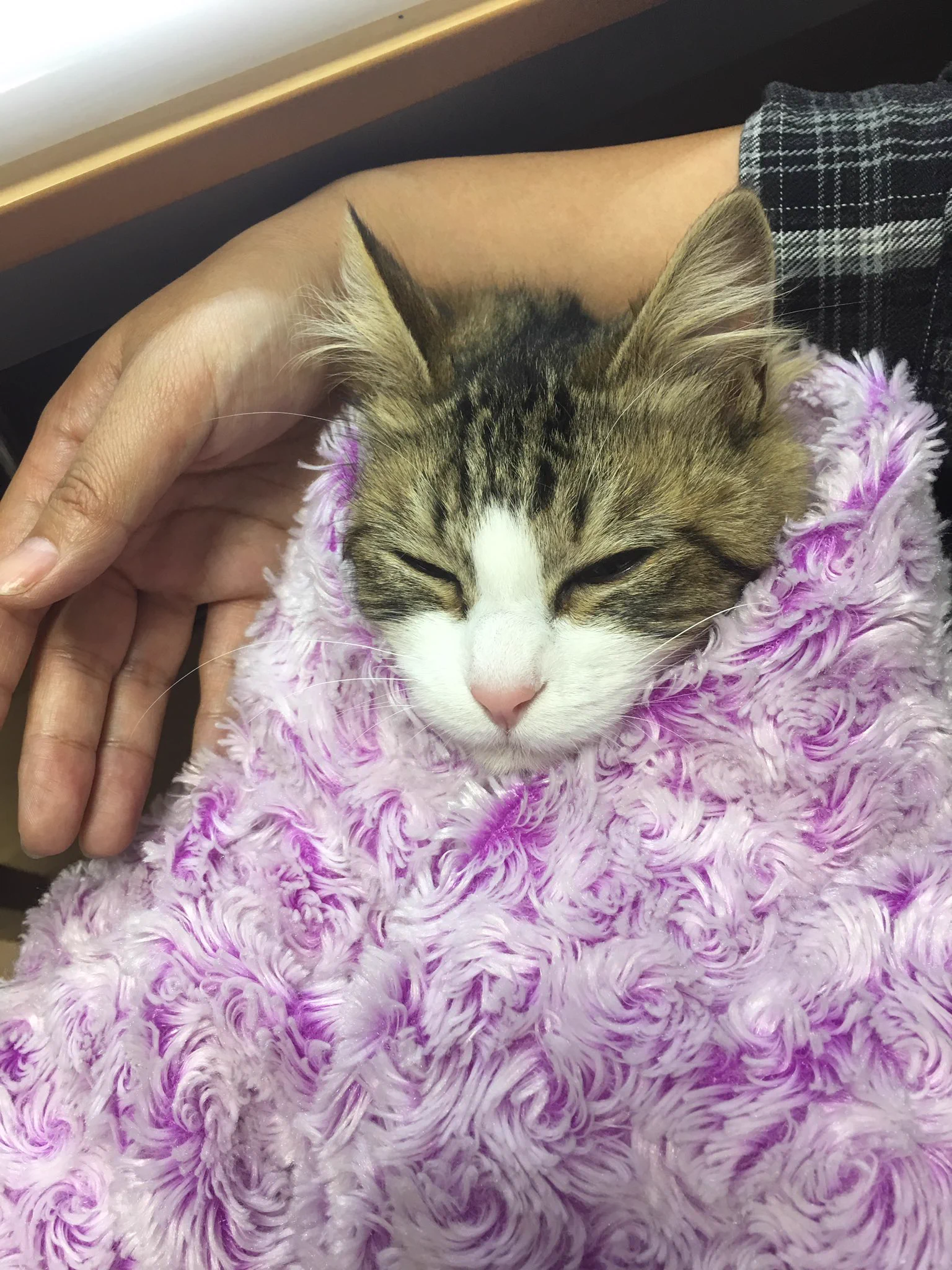 【予想外】いたずら大好きな猫さんをブランケットに包んだ結果ｗｗｗ
