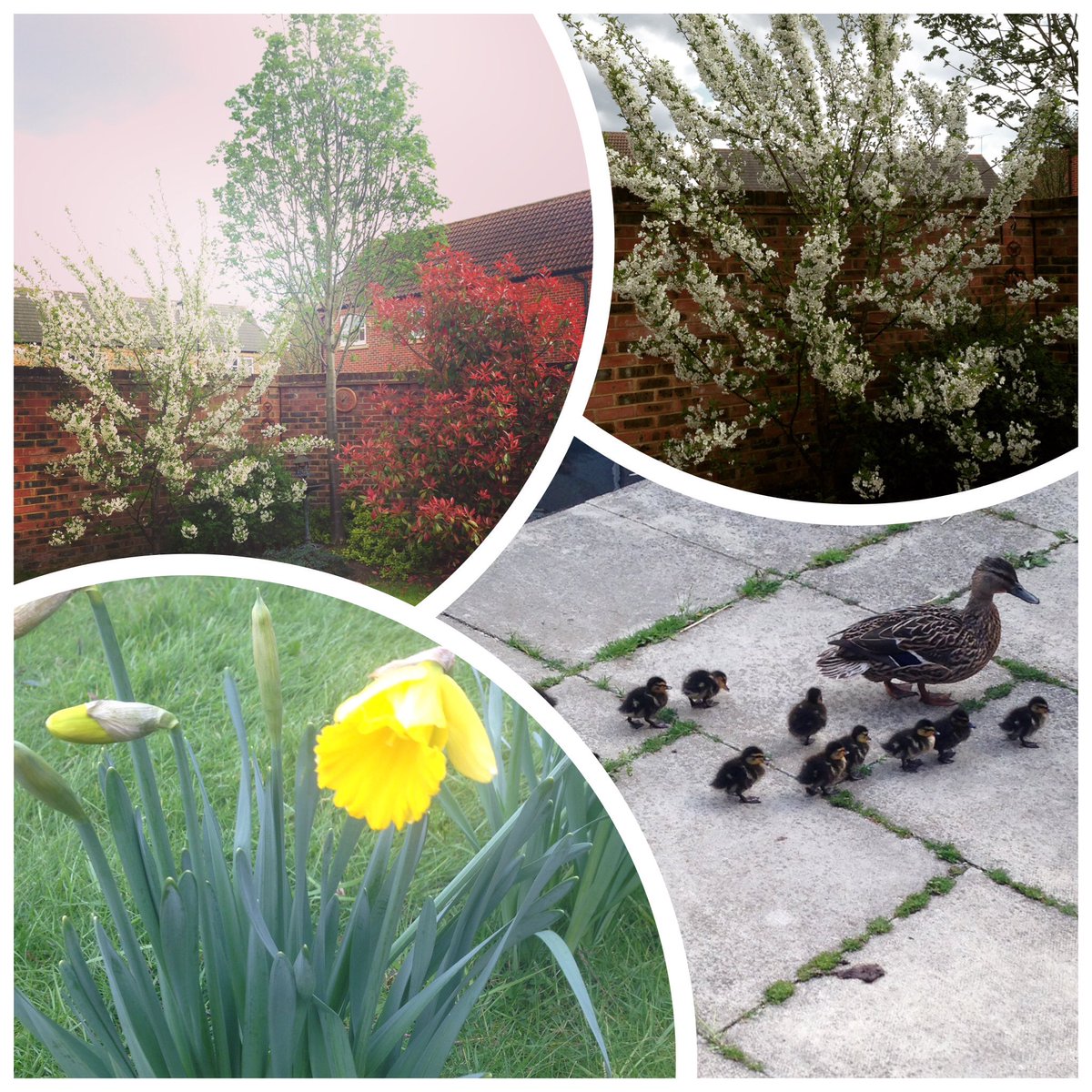 CoxeeFoxy's tweet photo. @BestLovedHotels #SpringTime #BestLovedLife https://t.co/DZ3mPD43Wq
