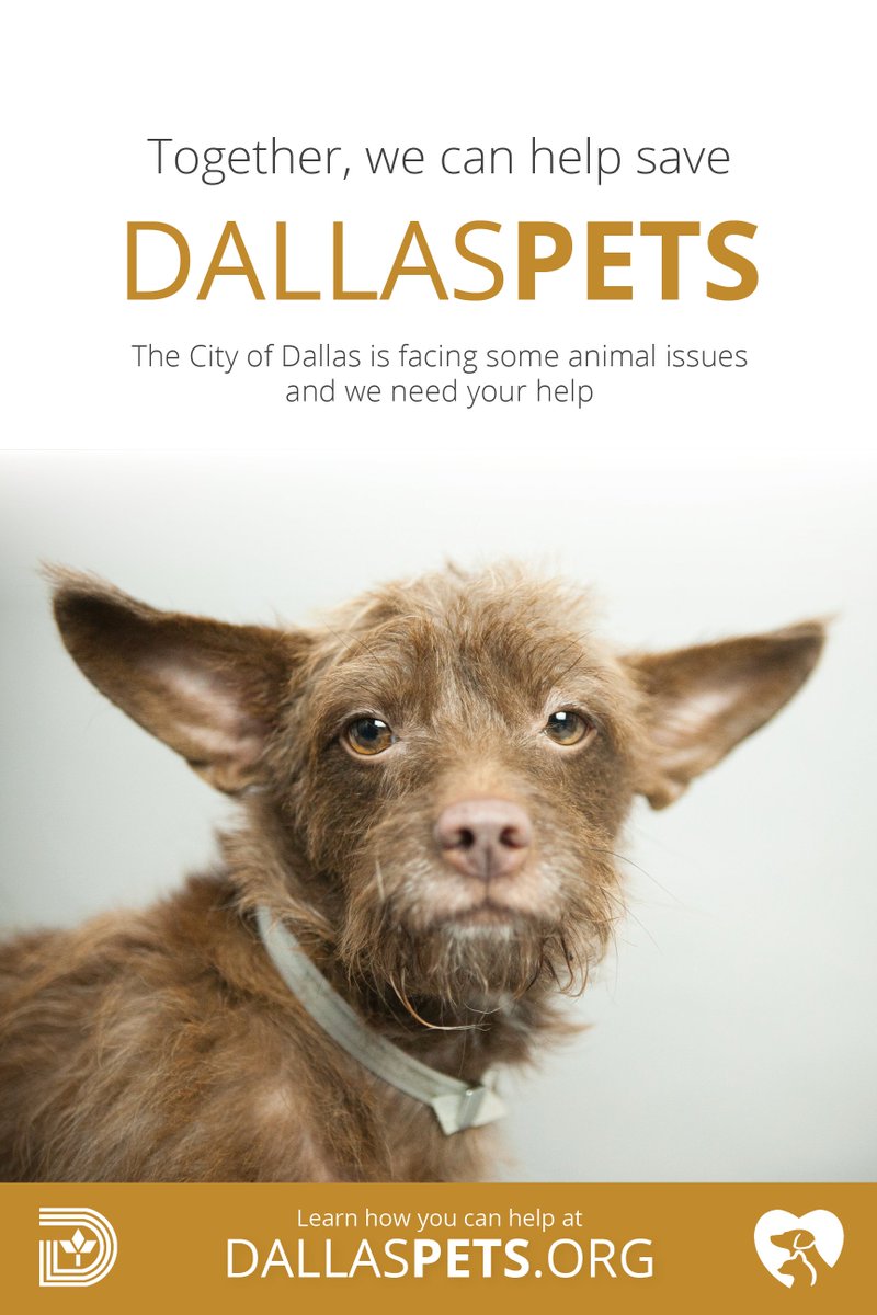 CityOfDallas's tweet photo. Today's a great day to save the life of your next 4-legged friend. Adopt a shelter pet @DallasShelter. #DallasPETS https://t.co/NLEo2quTmt