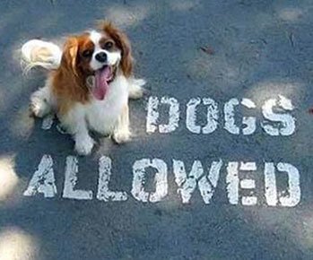 KingsArmsSE10's tweet photo. Out with the pooch? Drop in!
#greenwich #DogFriendly #BestOfBritish @MisterGreenwich @Bosher16 https://t.co/xBamfrf8dn