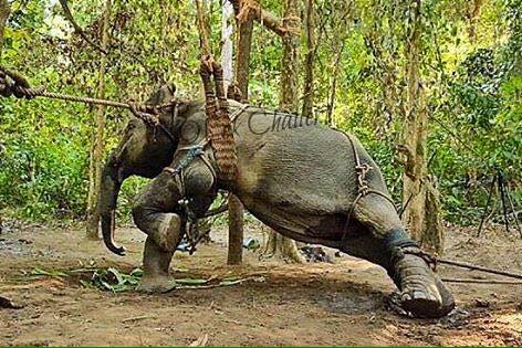 Protect_Wldlife's tweet photo. Please Sign &amp; RT: We Are Against Animal Abuse In Thailand - Stop It NOW!!! https://t.co/tMix4ZUmkT https://t.co/WDXYiwXWkk