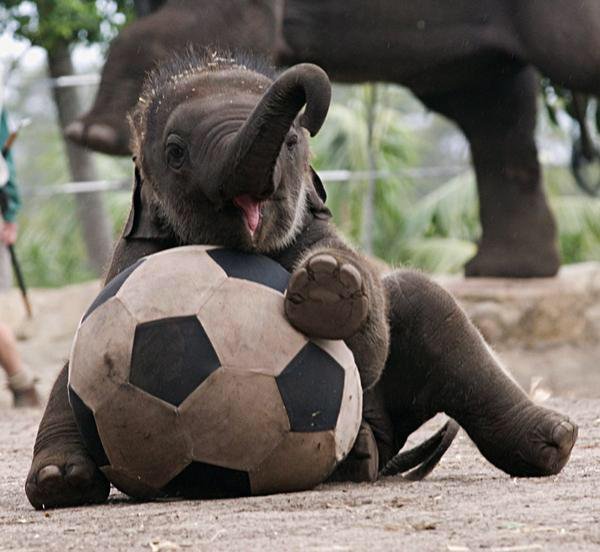 WarmingCuteness's tweet photo. Baby elephant playing with a soccer ball https://t.co/vxpTwmucv9