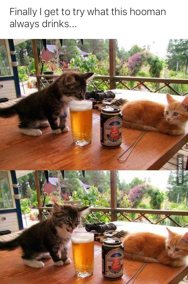 RedditFunnny's tweet photo. 'Hooman' https://t.co/h6jFSdCZBC
