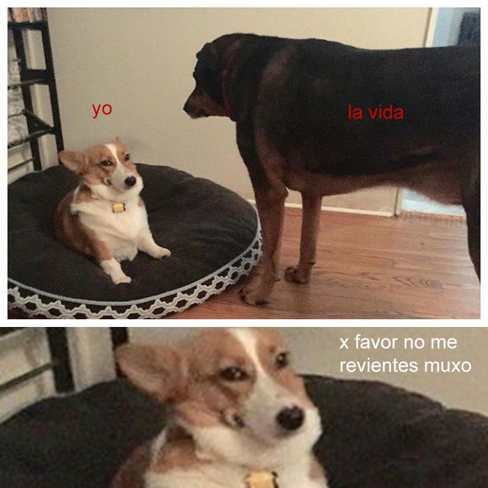 yisucrist's tweet photo. representasión d mi puta bida https://t.co/Ybcsz48ANX
