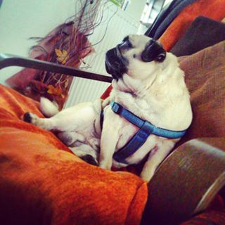 Joy_PhotoCam's tweet photo. #mops #pugnap #pugrest #pugtail #instapug #pugsofinstagram #bestfriend #pugs #pug #puglife https://t.co/5w9OLXBcpE https://t.co/1vKsqjGsu1