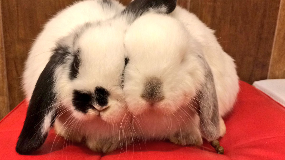 うさぎカフェ もふれる くっつき仲良しうさぎ 子うさぎちゃん達はお互いの体温で暖め合うことが多いですww 特に耳は極上の暖かさです 國井 T Co 6lplwspwgf うさぎ 動物カフェ T Co Mbvekhjkdx
