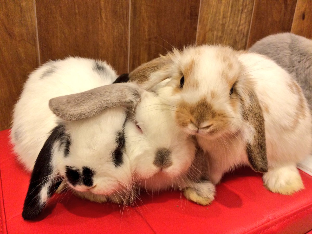うさぎカフェ もふれる くっつき仲良しうさぎ 子うさぎちゃん達はお互いの体温で暖め合うことが多いですww 特に耳は極上の暖かさです 國井 T Co 6lplwspwgf うさぎ 動物カフェ T Co Mbvekhjkdx