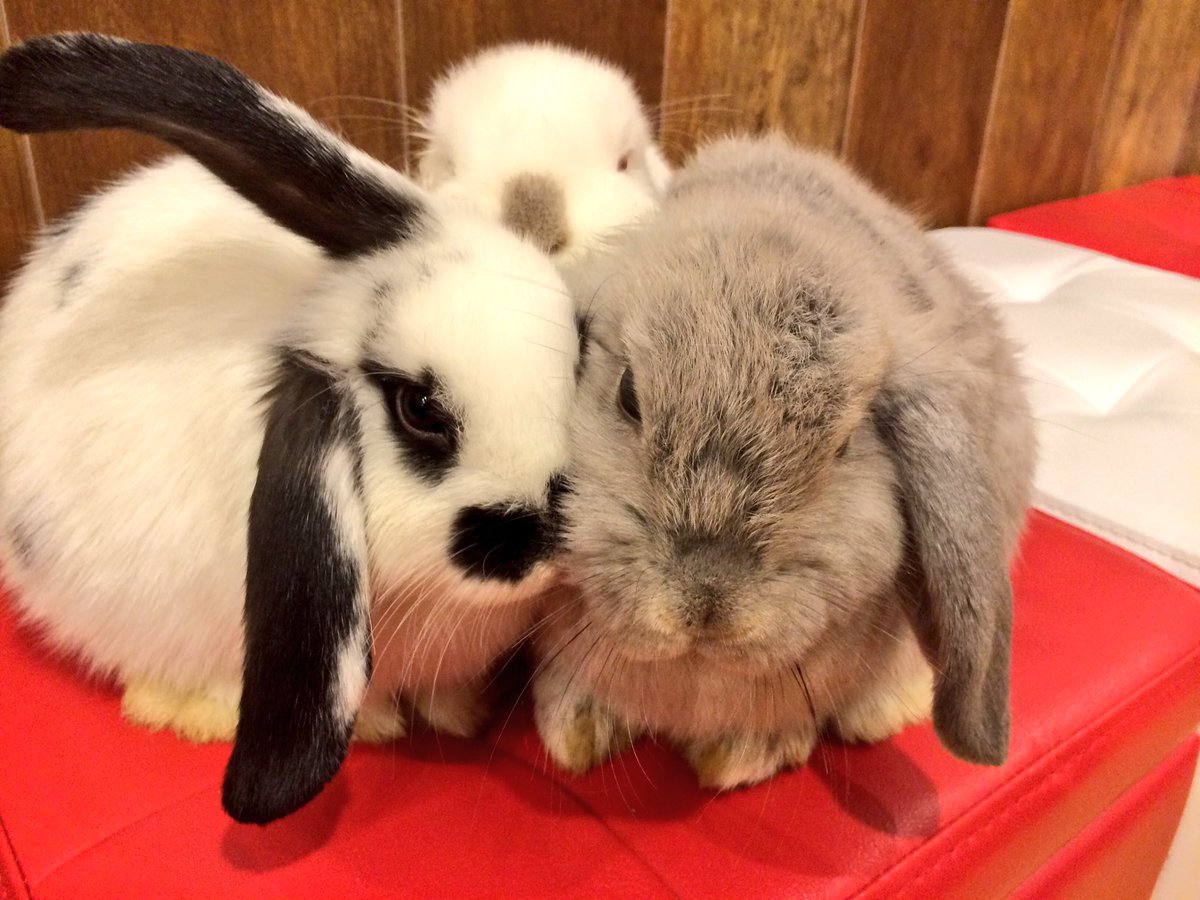 うさぎカフェ もふれる くっつき仲良しうさぎ 子うさぎちゃん達はお互いの体温で暖め合うことが多いですww 特に耳は極上の暖かさです 國井 T Co 6lplwspwgf うさぎ 動物カフェ T Co Mbvekhjkdx