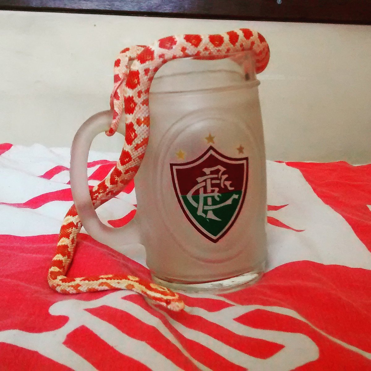 fluminensejr's tweet photo. Meu bebê e tricolor de coração! 
#cornsnake #corn #snake 🐍🐍 #fluminense #fluzao #ffc https://t.co/ipXirLbIAO