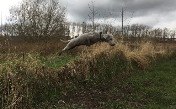 Bedlingtons's tweet photo. #akcbedlingtonterrier, #CorinneGillettFlyingWillie https://t.co/Y9K1sYUHz4