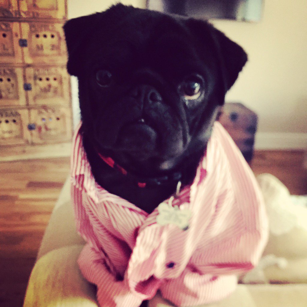 Work work work work work #twerk #RalphLauren #pug #blackpug #pugsnotdrugs #puglife