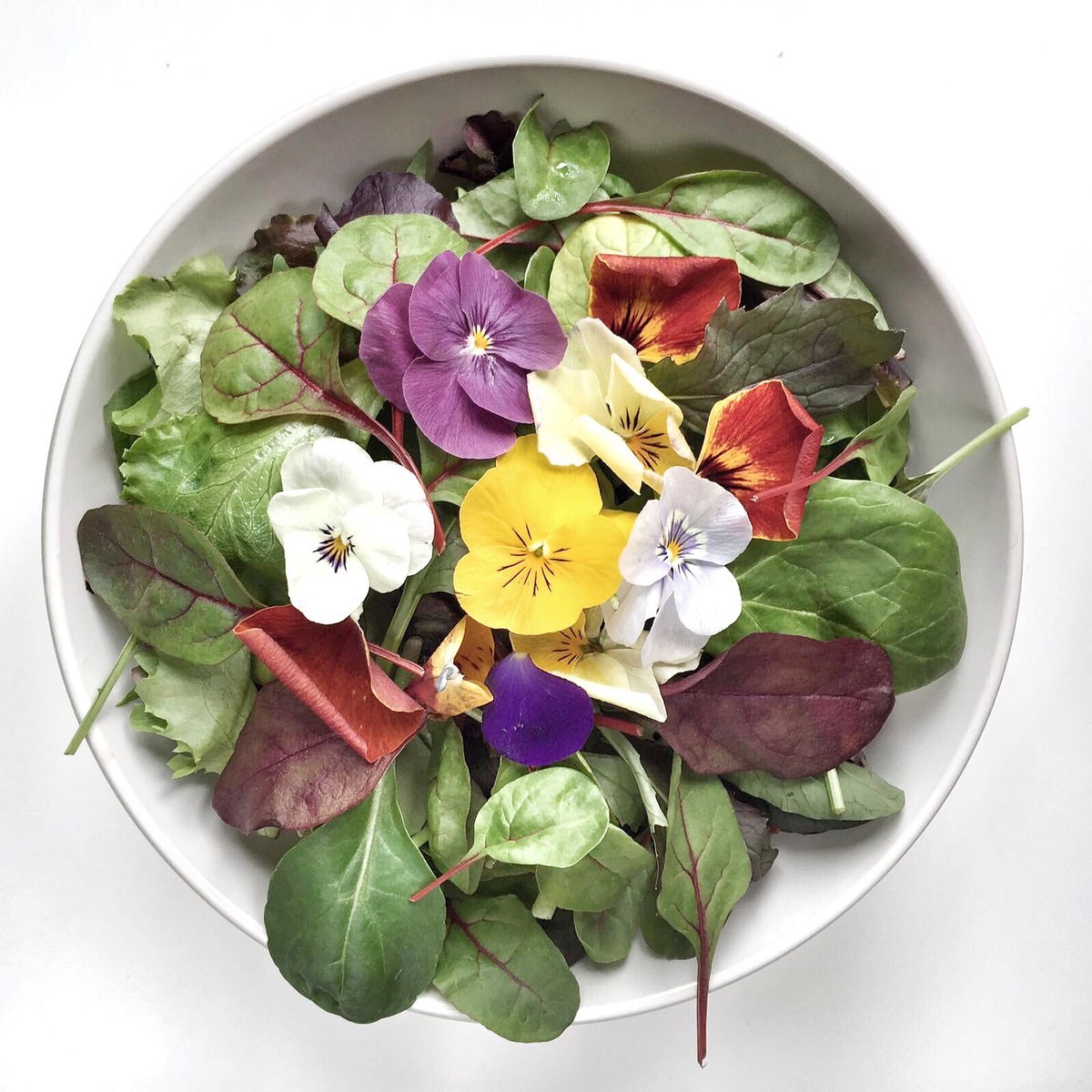 AlessiaSaro's tweet photo. Mangiare di stagione: fiori eduli primaverili #spring #food https://t.co/2jevdoOem9