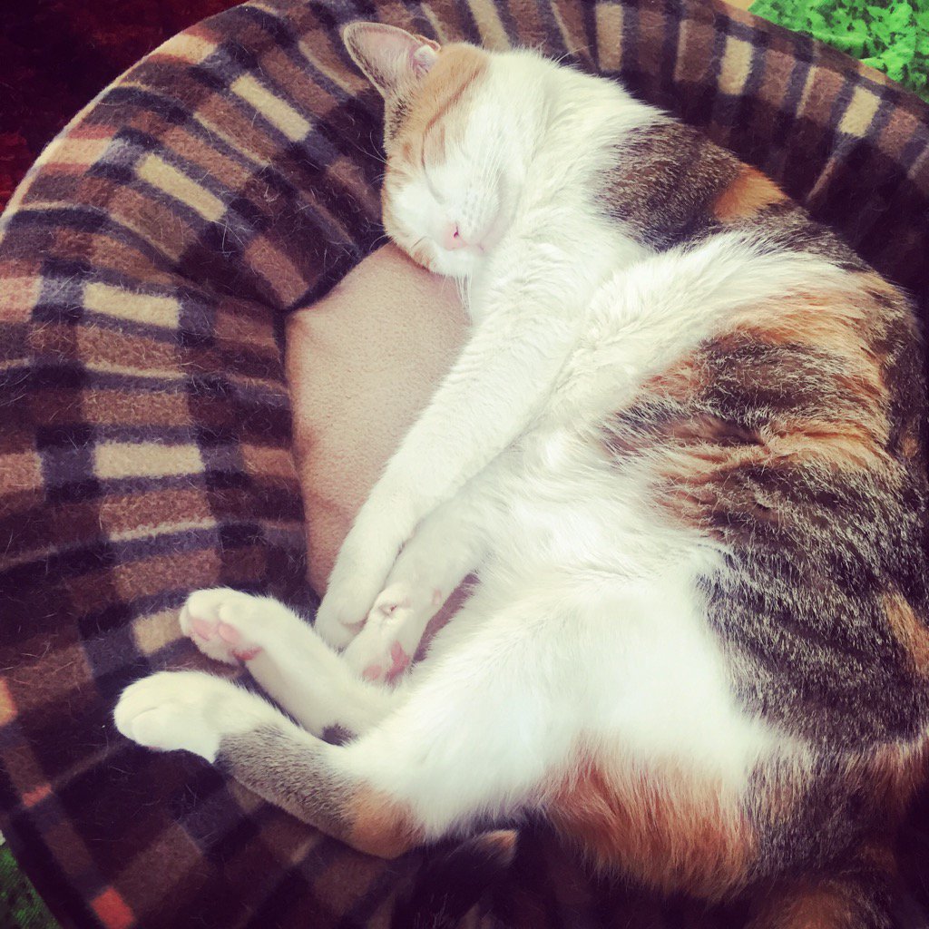 IoustinaB's tweet image. Ζωάραααα!!!🔝🔝💤💤💤❤️❤️❤️