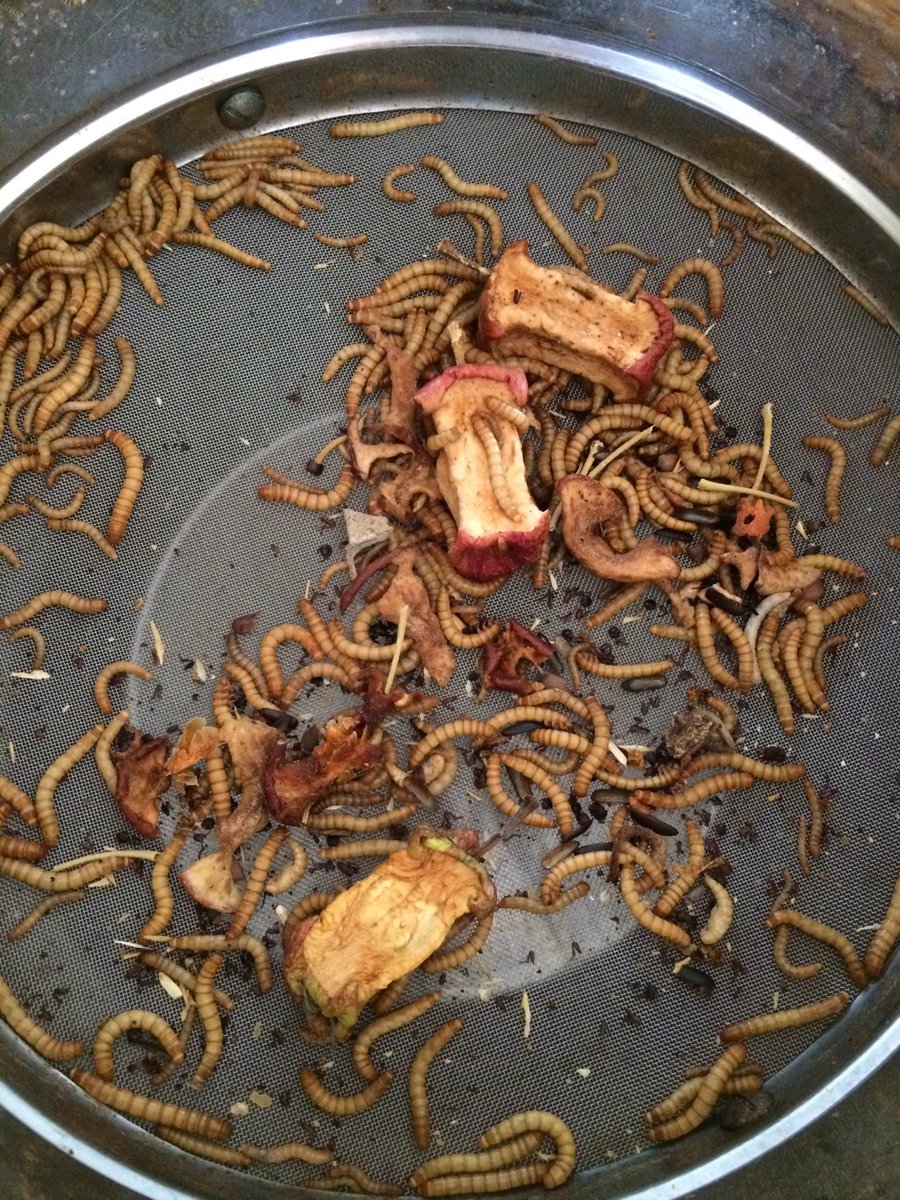 TheEdibleInsect's tweet image. Starring to get up to a reasonable number again. #edibleinsects #entomophagy