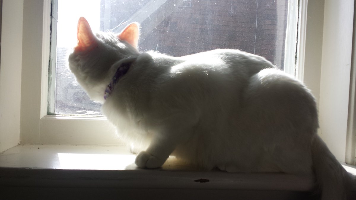 CatsofKW's tweet photo. Happy #caturday! I hope you all found a spot in the sun and are keeping an eye on those pesky flying dinosaurs https://t.co/D5RUANw4uf