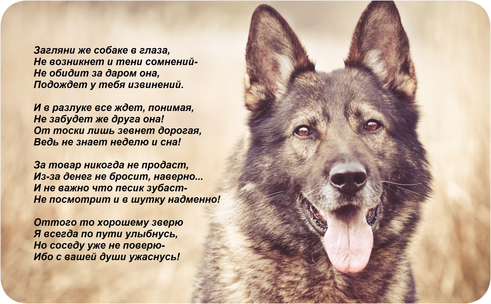Открытки про собак со стихами, днем рождения женщине