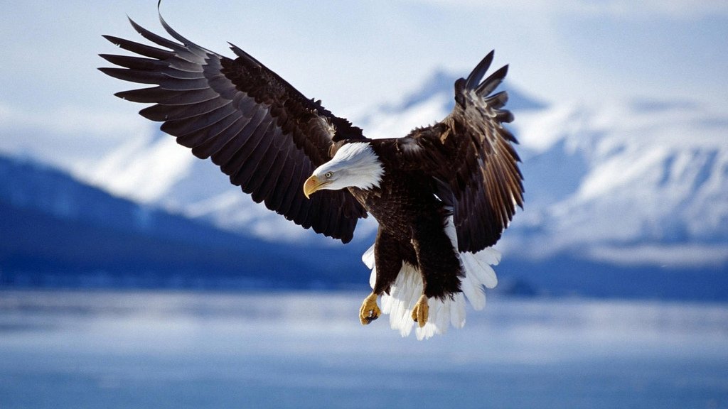 animalibiondini's tweet photo. Aquila reale 
https://t.co/mDPutoH5F4 https://t.co/S1iKpkfEuN