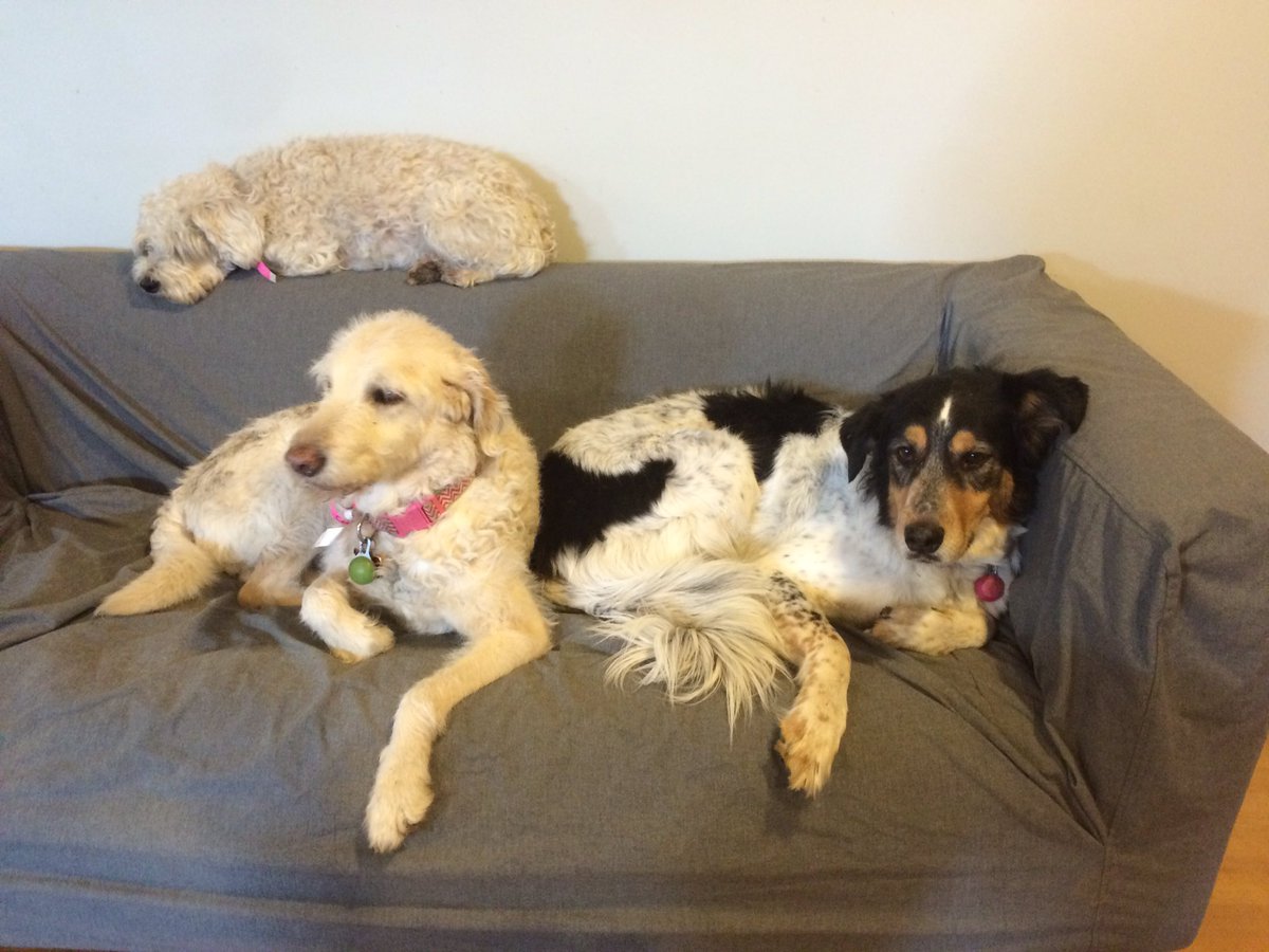 April 9 - One happy family relaxing together on the couch :) #dogsoftwitter #countrypawshouse