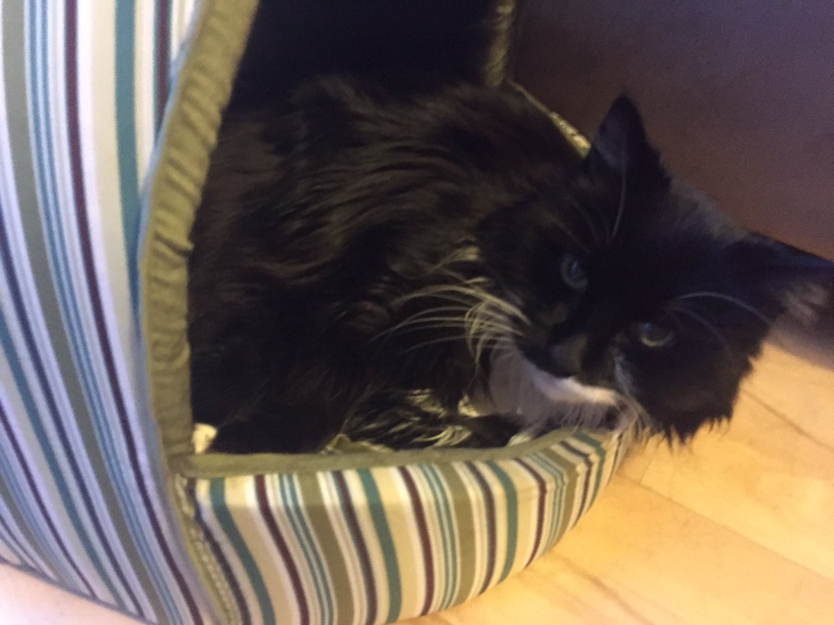 DundonianCat tweet picture