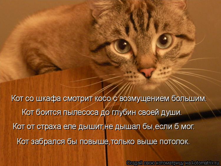 Кот выпускает когти. Коты в цветочных горшках. Пылесос для кошек. Как сделать чтобы кошка не боялась. Кот висит на шторах.