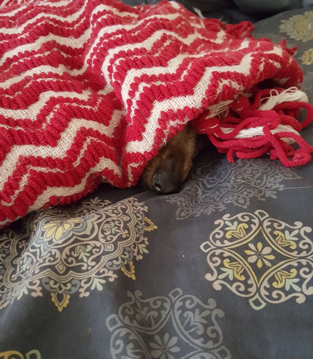 marlysmoto's tweet photo. Gigi sleeps like a sniper hides. #mansbestfriend #dachshund #dogs #dog #dogsoftwitter #bed #sleep #dreams #family https://t.co/jrVQUDQmAg