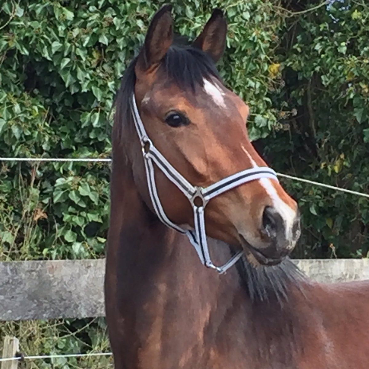 Bretton Woods tweet media