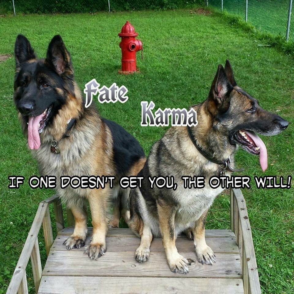 Reine1Reine's tweet photo. @invknight @Mieshie15 @BauerShep @KateNikkou @RoscoeKarmaGSD @MTShep @GSDLore @BluetheGSD @DRAGOtheK9 https://t.co/xXlJPim7i3