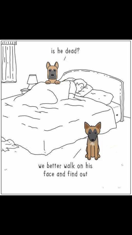 Reine1Reine's tweet photo. @invknight @Mieshie15 @BauerShep @KateNikkou @RoscoeKarmaGSD @MTShep @GSDLore @BluetheGSD @DRAGOtheK9 https://t.co/Jd21miQm0p