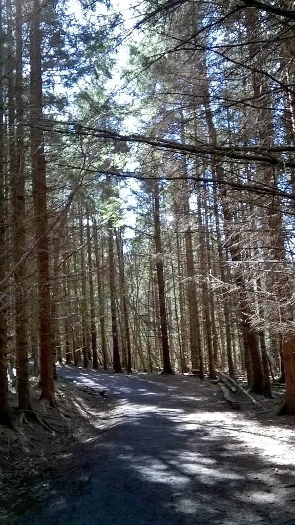 weegiewalker's tweet image. A good combination; trees and sunshine 😊