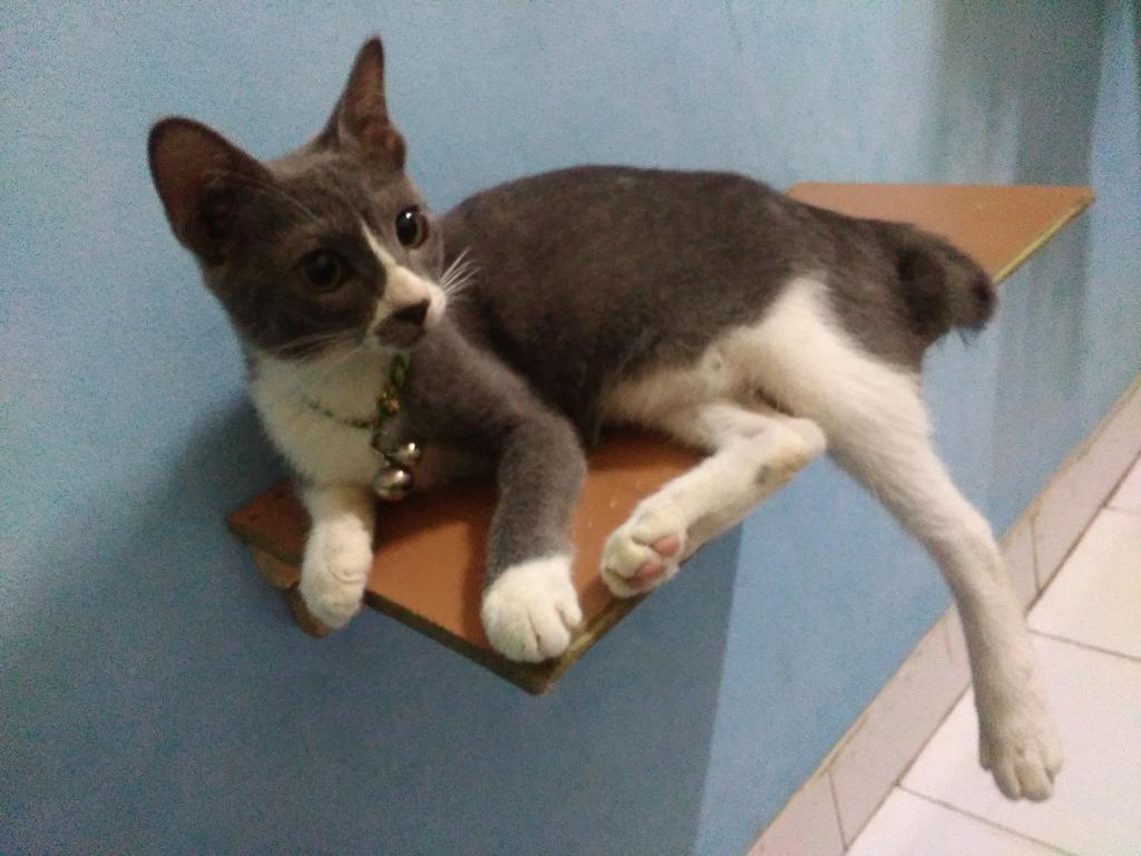 zaah73's tweet photo. Memey#mycat#catlovers#kucingdome https://t.co/7GtY8D1mxj