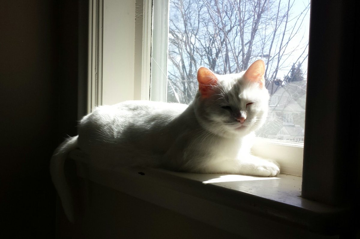CatsofKW's tweet photo. #Caturday #CatsOfTwitter #catsofkw loving the sunshine! Tag us in your #kittycat pic @CityKitchener! https://t.co/r86AS9YBv0