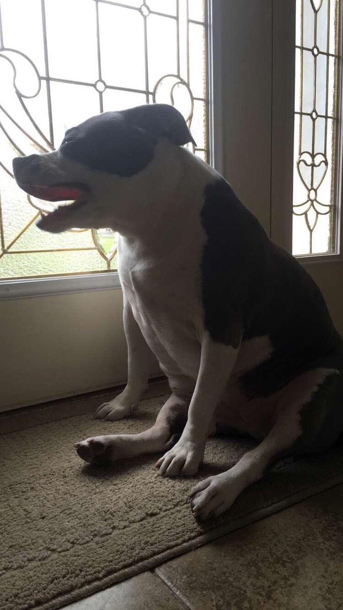 brooke_sami's tweet photo. Before and after of how my dog went from a starving pit to biggie smalls #saveapit https://t.co/SGykqtNom0