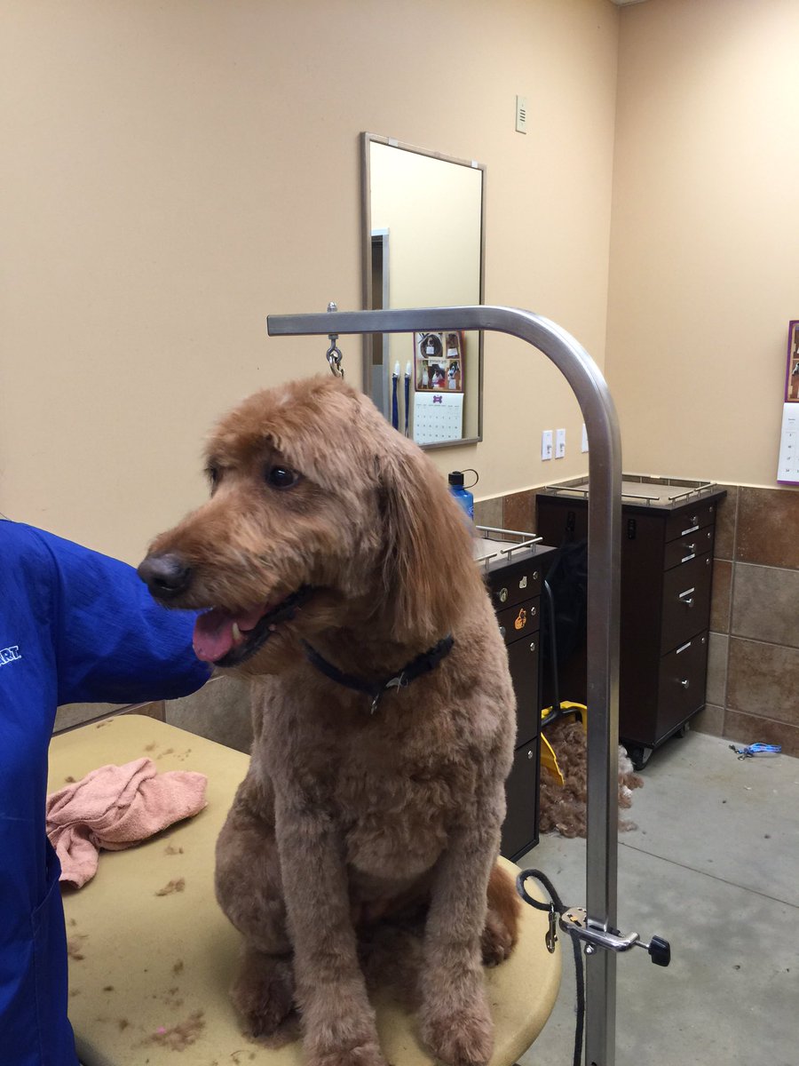PetSmart #2359 tweet media