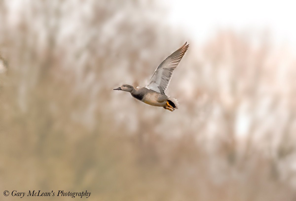 BADMAX67's tweet photo. #GaryMcLean's Photography
Female Mallard
in flight over Testwood Lakes Hampshire UK
On a grey Showery afternoon. https://t.co/Hukn8NK7UD