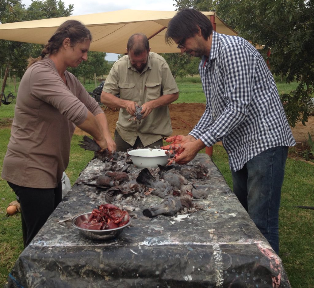 100 bosduif borsies. Enige voorstelle hoe om dit gaar te maak?<a href="/HammerStone1/">Jean Gouws</a>