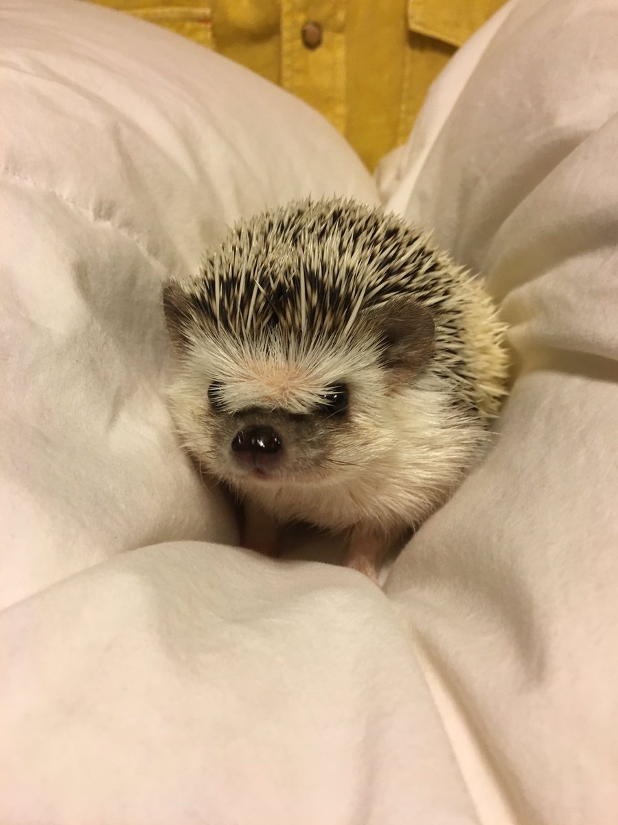 kim floresca tweet media