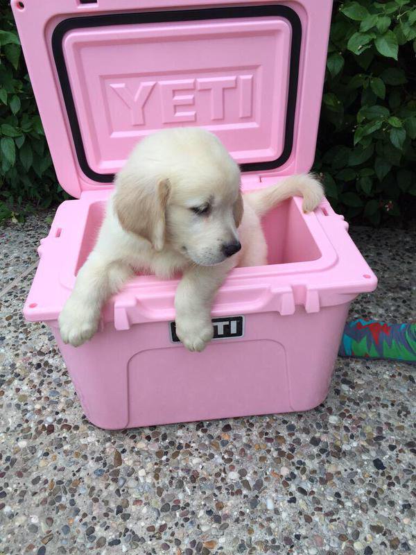 tumbIerposts's tweet photo. RT if u want a birthday present like this 😍 https://t.co/jWfzvjez1j