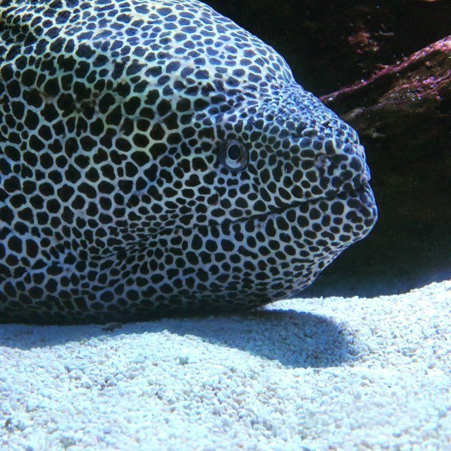 Topvideosdunet's tweet photo. https://t.co/Qmw397LHfs - #aquarium #onholiday #southafrica #vawaterfront #travel #twoocean… https://t.co/BoUDJq5euH https://t.co/4ZD5OBHLfL