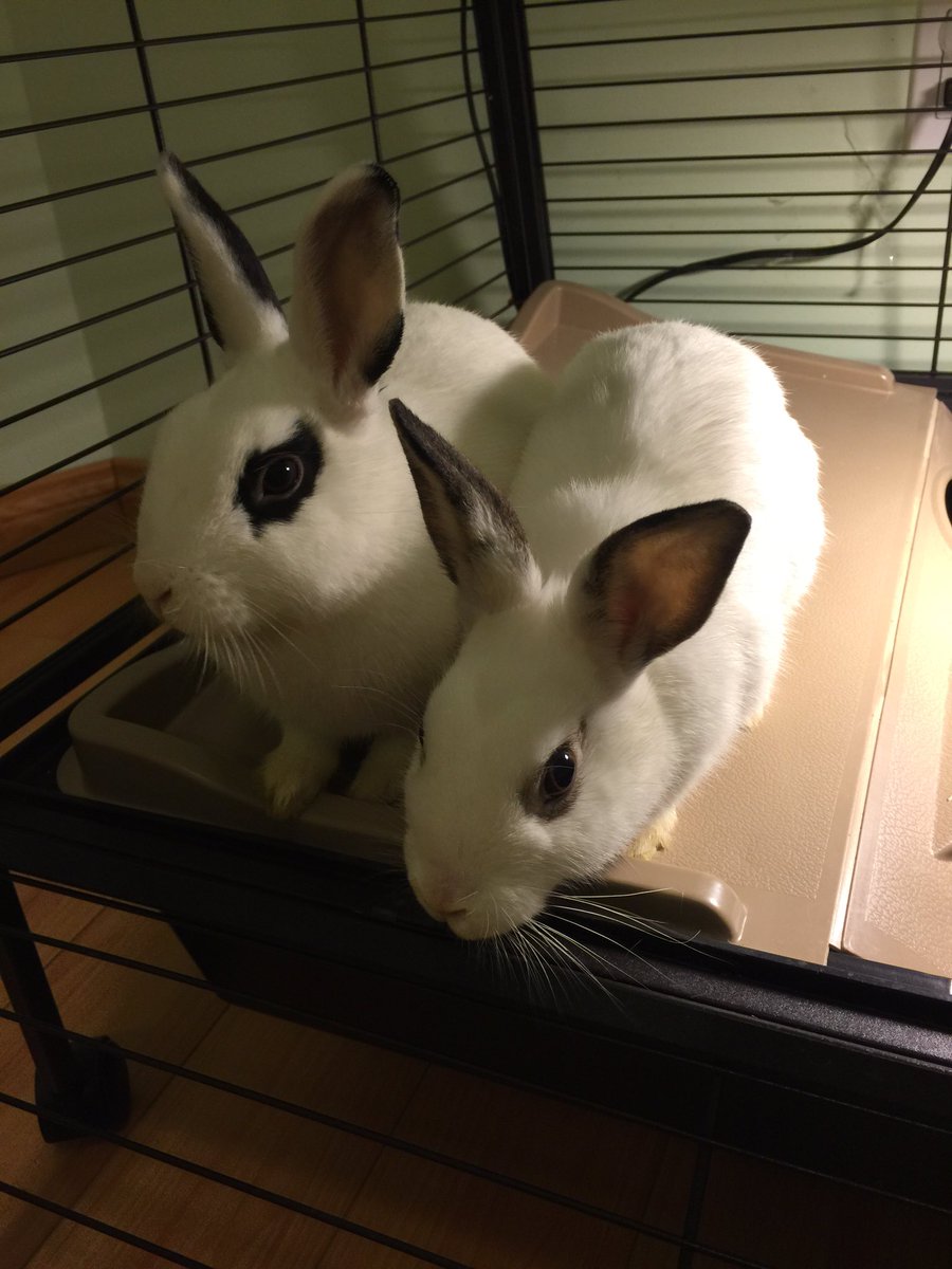 ObstacleBunnies's tweet photo. It's confirmed! Their having babies! Felt the little grape in the doe's tummy! It's fate. Easter Day babies! https://t.co/Ca8EvK7981