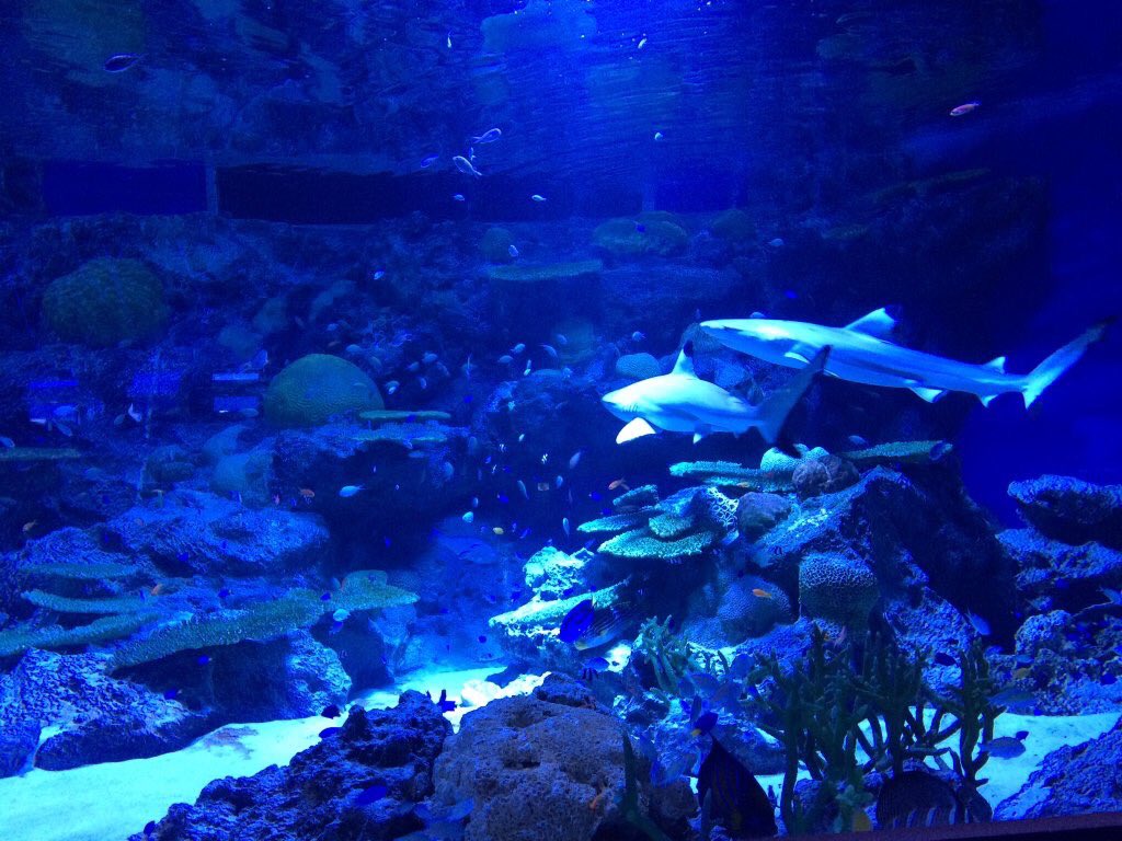 gmapy81527952's tweet photo. 皆さんおはようございます*(^o^)/*

昨日は彼氏と一緒に

水族館へ行ってきました！

今日お出かけするカップルさん

いるのかな💭

皆さんの今日が良い1日になりますように…

それでは行ってらっしゃい!! https://t.co/f7W5R0UXf9