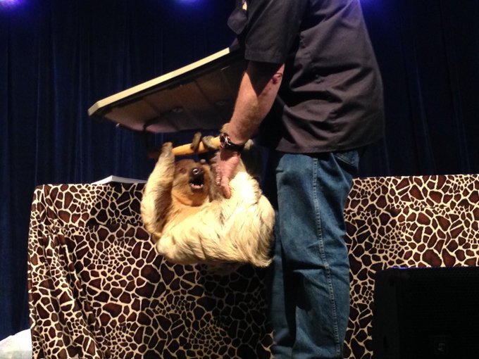 The cutest thing I've seen all day. #animalmagic #mcfc2016 #charity https://t.co/cOh1lyQPHX<a href="/tag/animalmagic"class="tags">#animalmagic</a><a href="/tag/charity"class="tags"><span>#charity</span></a><a href="/tag/mcfc2016"class="tags"><span>#mcfc2016</span></a>