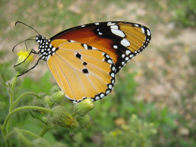 786Galib's tweet photo. now i am like as better, because i canup early in the morning and got have prayer, so now my mind is fresh gd mrning https://t.co/nAG8ZsDrWG